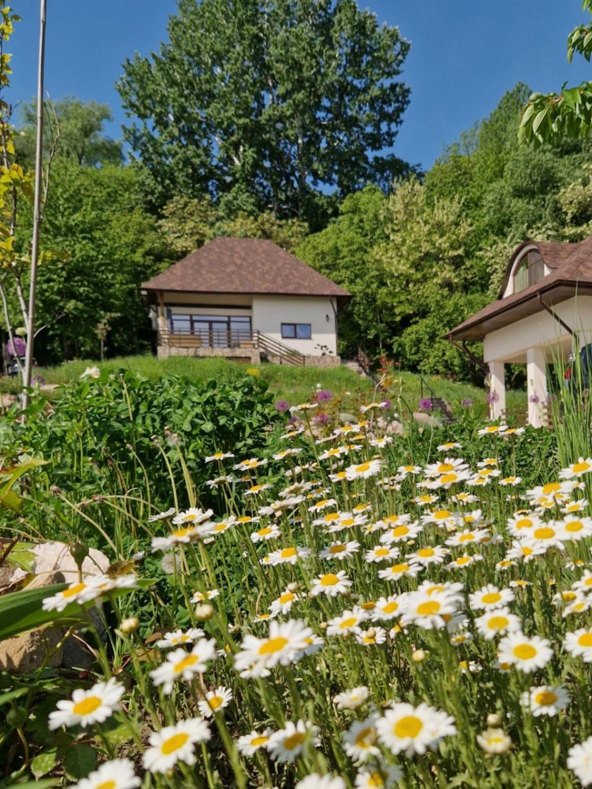 Provence Suceava Ξενοδοχείο Εξωτερικό φωτογραφία