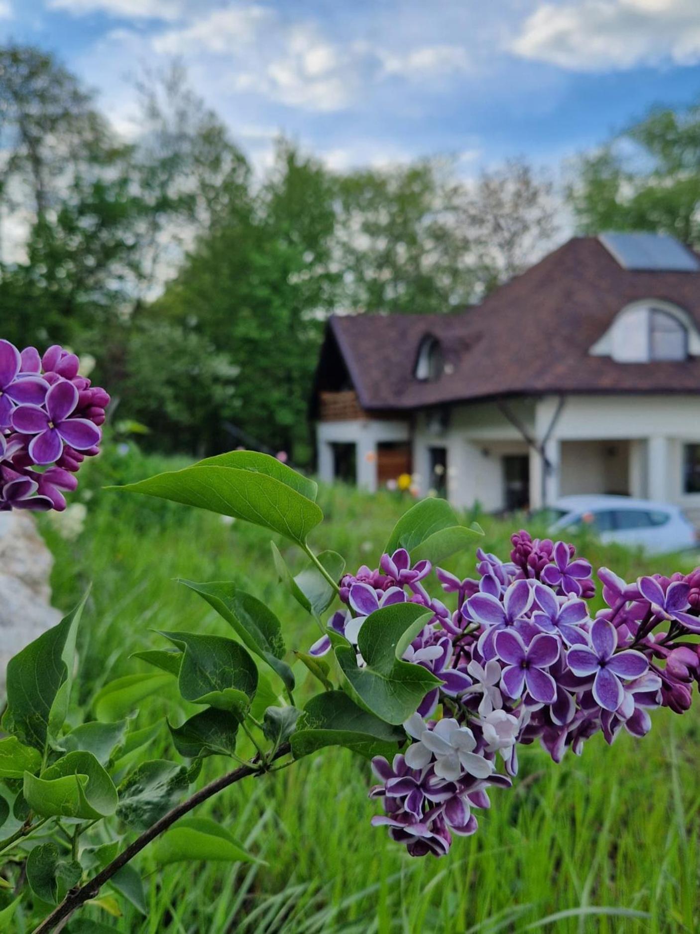 Provence Suceava Ξενοδοχείο Εξωτερικό φωτογραφία